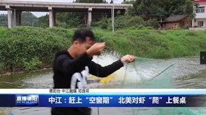 中江：赶上“空窗期” 北美对虾“爬”上餐桌