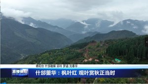 什邡蓥华：枫叶红 观叶赏秋正当时