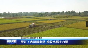罗江：农机服务队 抢收水稻主力军