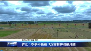 罗江：农事不断茬 3万亩制种油菜开插