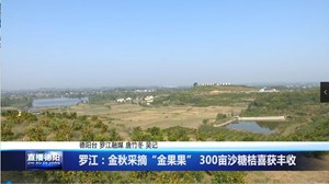 罗江：金秋采摘“金果果” 300亩沙糖桔喜获丰收 