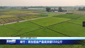 绵竹：再生稻亩产最高突破550公斤