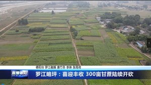 罗江略坪：喜迎丰收 300亩甘蔗陆续开砍