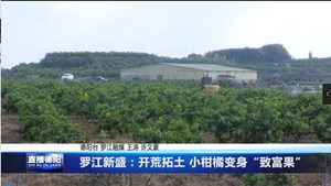 罗江新盛：开荒拓土 小柑橘变身“致富果”