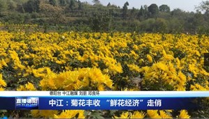 中江：菊花丰收 “鲜花经济”走俏