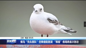 候鸟“先头部队”空降德阳旌湖 “稀客”楔尾鸥首次到访