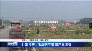 什邡马井：毛豆获丰收 增产又增收