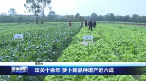 攻关十余年 萝卜新品种增产近六成
