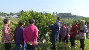 罗江：打造高质量新型农业经营主体 激活乡村振兴发展动能