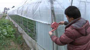 广汉：科学应对“战”寒潮  多管齐下保生产