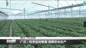广汉：科学应对寒潮 保障农业生产