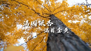 石刻公园：满园银杏满目金黄
