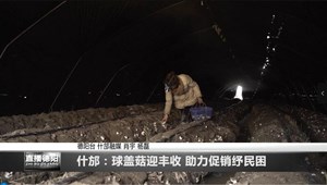 什邡：球盖菇迎丰收 助力促销纾民困