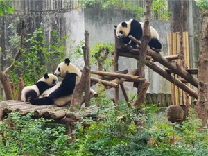 免费看熊猫，免费逛动物园！就在本周日