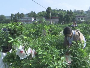 德阳：鲜果挂满枝 采摘正当时