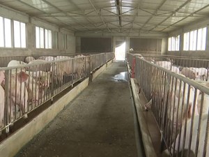 广汉：打出政策组合拳 推动生猪产业高质量发展