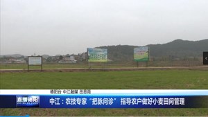 中江：农技专家“把脉问诊” 指导农户做好小麦田间管理