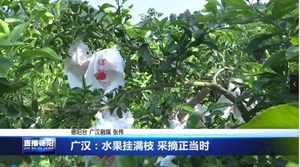 广汉：水果挂满枝 采摘正当时