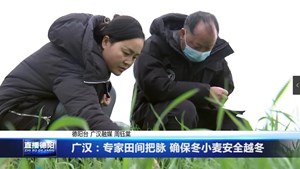 广汉：专家田间把脉 确保冬小麦安全越冬