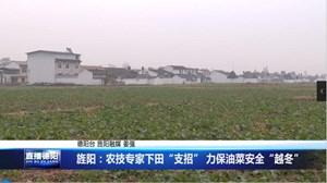 旌阳：农技专家下田“支招” 力保油菜安全“越冬”