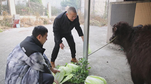 5头牛犊进城找妈妈  粗心主人快快来认领