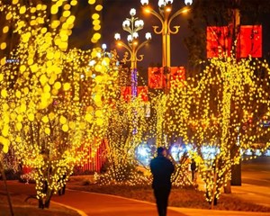 天府旌城月季大道，又靓又出片！