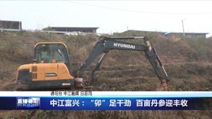 中江富兴：“卯”足干劲  百亩丹参迎丰收