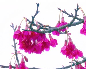 中江山樱撩春意 文旅融合促振兴