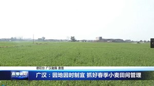 广汉：因地因时制宜 抓好春季小麦田间管理
