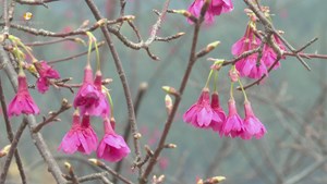 明天下午3点，邀您中江辑庆镇樱花岭直播赏花