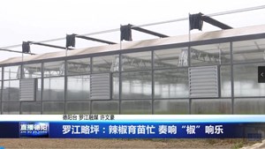 罗江略坪：辣椒育苗忙 奏响“椒”响乐