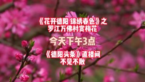 花开德阳锦绣春色之罗江万佛村赏梅花