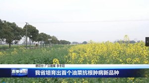 我省培育出首个油菜抗根肿病新品种