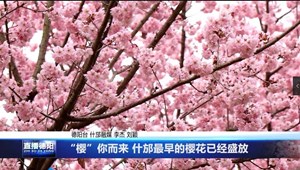 “樱”你而来 什邡最早的樱花已经盛放 