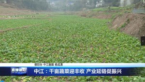 中江：千亩蔬菜迎丰收 产业延链促振兴