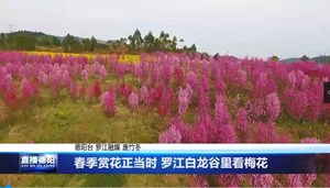 春季赏花正当时 罗江白龙谷里看梅花