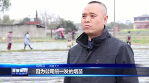 什邡：烟叶移栽正酣时 致富希望悄开花
