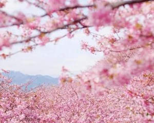 来德阳 一头扎进花的海洋