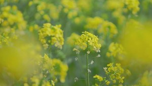 花开德阳锦绣春色系列之什邡南泉镇油菜花田