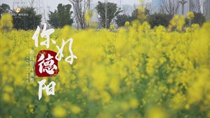 柳梢堰的春天是金黄色的，油菜花开正当时，不负春光不负卿。