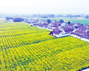 德阳：科技赋能油菜种业高质量发展