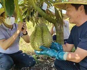 你爱吃榴莲吗？价格或将大跌！网友欢呼：10元3斤不远了！
