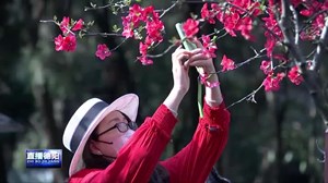 春日广汉 万紫千红看花海