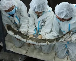 国家级重大专项启动：三星堆、金沙出土象牙应该如何保护？