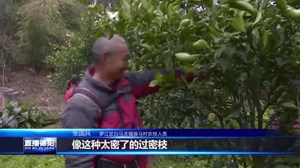 罗江：不误农事不误春 果园地间管护忙