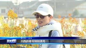 什邡雍城街道：五彩油菜花 盛放春意浓
