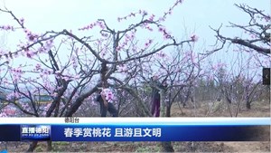 春季赏桃花 且游且文明