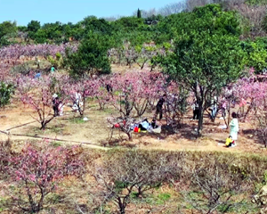 花开引客来！我市“赏花”经济持续升温