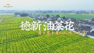 天府粮仓德阳担当 德新油菜花 春日盛开黄灿灿 成片成海