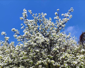 春日踏青正当时 灼灼花海促振兴